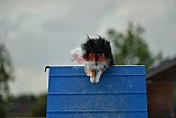 zomer wedstrijd someren zondag
