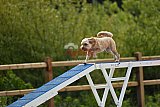zomer wedstrijd someren zondag