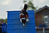 zomer wedstrijd someren zondag