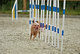 zomer wedstrijd someren zondag