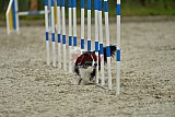 zomer wedstrijd someren zondag