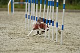 zomer wedstrijd someren zondag