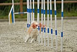 zomer wedstrijd someren zondag