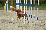 zomer wedstrijd someren zondag