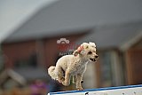 zomer wedstrijd someren zondag