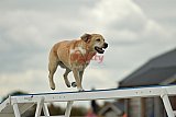 zomer wedstrijd someren zondag